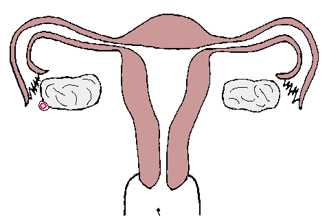Fertilisation